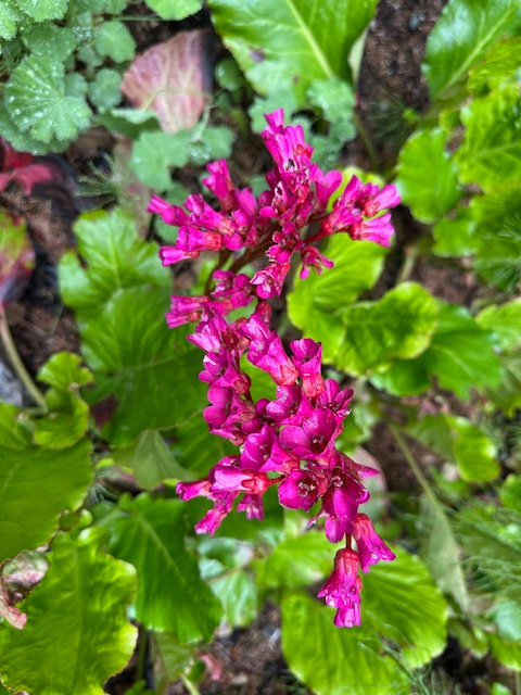 Bergenia Cordifolia in my garden. It blooms its brilliant hot pink in late May but this year in early June